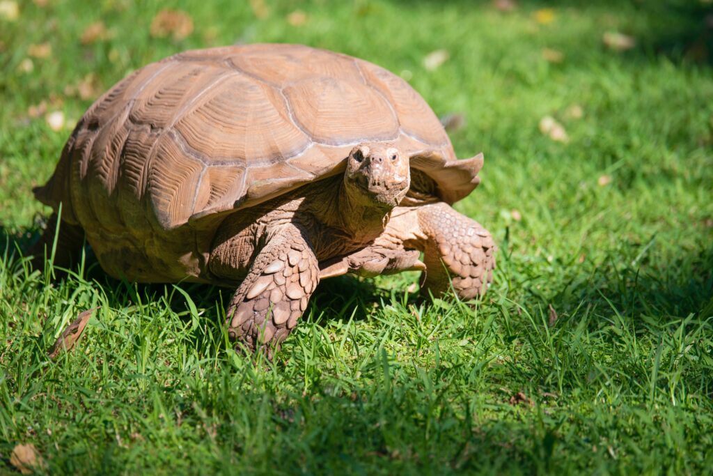 A tortoise in motion famous for its durability